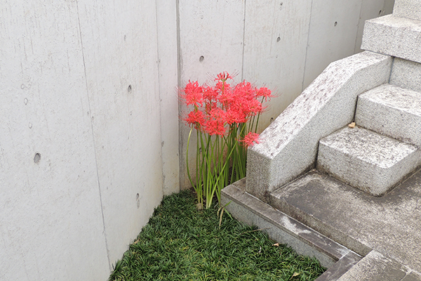 本光寺の草花