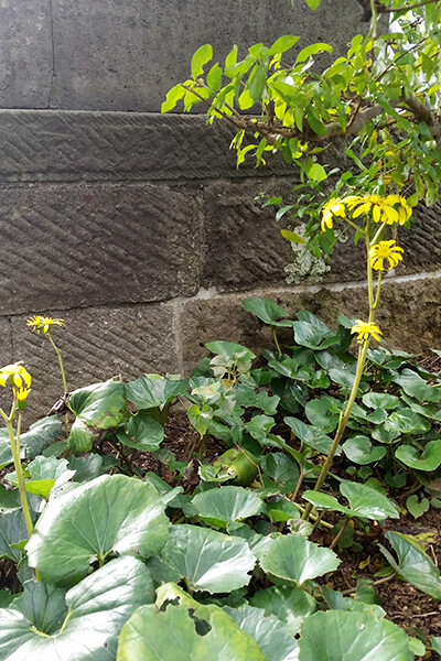 本光寺の草花